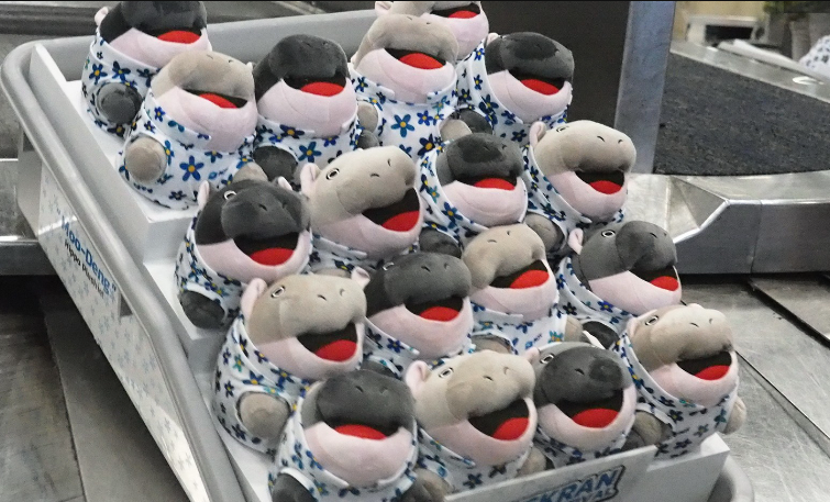 Moo Deng Sambut Turis di Bandara Thailand Selama Liburan Songkran